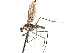  ( - CNC DIPTERA 103522)  @13 [ ] CreativeCommons - Attribution (2011) CNC/CBG Photography Group Centre for Biodiversity Genomics