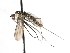  ( - CNC DIPTERA 103523)  @11 [ ] CreativeCommons - Attribution (2011) CNC/CBG Photography Group Centre for Biodiversity Genomics