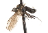  ( - CNC DIPTERA 103588)  @11 [ ] CreativeCommons - Attribution (2011) CNC/CBG Photography Group Centre for Biodiversity Genomics