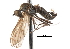  ( - CNC DIPTERA 103589)  @11 [ ] CreativeCommons - Attribution (2011) CNC/CBG Photography Group Centre for Biodiversity Genomics