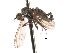  ( - CNC DIPTERA 103590)  @11 [ ] CreativeCommons - Attribution (2011) CNC/CBG Photography Group Centre for Biodiversity Genomics