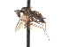  ( - CNC DIPTERA 103591)  @11 [ ] CreativeCommons - Attribution (2011) CNC/CBG Photography Group Centre for Biodiversity Genomics