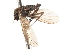  ( - CNC DIPTERA 103679)  @11 [ ] CreativeCommons - Attribution (2011) CNC/CBG Photography Group Centre for Biodiversity Genomics