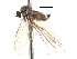  ( - CNC DIPTERA 103680)  @12 [ ] CreativeCommons - Attribution (2011) CNC/CBG Photography Group Centre for Biodiversity Genomics