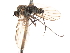  ( - CNC DIPTERA 103682)  @12 [ ] CreativeCommons - Attribution (2011) CNC/CBG Photography Group Centre for Biodiversity Genomics