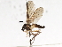  (Oreogeton capnopterus - CNC DIPTERA 103878)  @14 [ ] CreativeCommons - Attribution (2011) CNC/CBG Photography Group Centre for Biodiversity Genomics