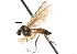  ( - CNC DIPTERA 103879)  @11 [ ] CreativeCommons - Attribution (2011) CNC/CBG Photography Group Centre for Biodiversity Genomics