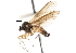  ( - CNC DIPTERA 103880)  @13 [ ] CreativeCommons - Attribution (2011) CNC/CBG Photography Group Centre for Biodiversity Genomics