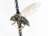 ( - CNC DIPTERA 103903)  @12 [ ] CreativeCommons - Attribution (2011) CNC/CBG Photography Group Centre for Biodiversity Genomics