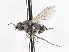  ( - CNC DIPTERA 103904)  @12 [ ] CreativeCommons - Attribution (2011) CNC/CBG Photography Group Centre for Biodiversity Genomics