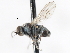  ( - CNC DIPTERA 103905)  @12 [ ] CreativeCommons - Attribution (2011) CNC/CBG Photography Group Centre for Biodiversity Genomics