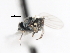  ( - CNC DIPTERA 103907)  @11 [ ] CreativeCommons - Attribution (2011) CNC/CBG Photography Group Centre for Biodiversity Genomics