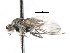  (Parathalassius sp. 4 - CNC DIPTERA 103911)  @12 [ ] CreativeCommons - Attribution (2011) CNC/CBG Photography Group Centre for Biodiversity Genomics