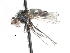  ( - CNC DIPTERA 103912)  @13 [ ] CreativeCommons - Attribution (2011) CNC/CBG Photography Group Centre for Biodiversity Genomics