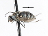  ( - CNC DIPTERA 103913)  @11 [ ] CreativeCommons - Attribution (2011) CNC/CBG Photography Group Centre for Biodiversity Genomics