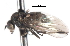  ( - CNC DIPTERA 105307)  @12 [ ] CreativeCommons - Attribution (2011) CNC/CBG Photography Group Centre for Biodiversity Genomics