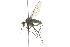  ( - CNC DIPTERA 105337)  @12 [ ] CreativeCommons - Attribution (2011) CNC/CBG Photography Group Centre for Biodiversity Genomics