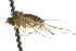  ( - CNC DIPTERA 105366)  @11 [ ] CreativeCommons - Attribution (2011) CNC/CBG Photography Group Centre for Biodiversity Genomics