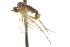  ( - CNC DIPTERA 105367)  @11 [ ] CreativeCommons - Attribution (2011) CNC/CBG Photography Group Centre for Biodiversity Genomics