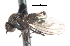  ( - CNC DIPTERA 105217)  @13 [ ] CreativeCommons - Attribution (2011) CNC/CBG Photography Group Centre for Biodiversity Genomics