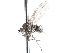  ( - CNC DIPTERA 105231)  @13 [ ] CreativeCommons - Attribution (2011) CNC/CBG Photography Group Centre for Biodiversity Genomics