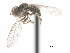  ( - CNC DIPTERA 3543)  @12 [ ] CreativeCommons - Attribution (2011) CNC/CBG Photography Group Centre for Biodiversity Genomics