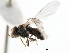  ( - JSS4866)  @12 [ ] CreativeCommons - Attribution (2011) CNC/CBG Photography Group Centre for Biodiversity Genomics