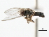 ( - JSS4931)  @12 [ ] CreativeCommons - Attribution (2011) CNC/CBG Photography Group Centre for Biodiversity Genomics
