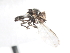  ( - CNC DIPTERA 106175)  @12 [ ] CreativeCommons - Attribution (2011) CNC/CBG Photography Group Centre for Biodiversity Genomics