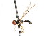  (Cephalops grootaerti - CNC DIPTERA 106201)  @14 [ ] CreativeCommons - Attribution (2011) CNC/CBG Photography Group Centre for Biodiversity Genomics