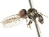  ( - CNC DIPTERA 106205)  @11 [ ] CreativeCommons - Attribution (2011) CNC/CBG Photography Group Centre for Biodiversity Genomics