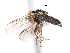  (Chalarus decorus - CNC DIPTERA 3413)  @14 [ ] CreativeCommons - Attribution (2011) CNC/CBG Photography Group Centre for Biodiversity Genomics
