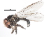  ( - CNC DIPTERA 747)  @13 [ ] CreativeCommons - Attribution (2011) CNC/CBG Photography Group Centre for Biodiversity Genomics