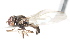  ( - JSS10597)  @12 [ ] CreativeCommons - Attribution (2011) CNC/CBG Photography Group Centre for Biodiversity Genomics