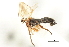  ( - CNC DIPTERA 103149)  @11 [ ] CreativeCommons - Attribution (2011) CNC/CBG Photography Group Centre for Biodiversity Genomics