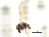  ( - CNC DIPTERA 103150)  @11 [ ] CreativeCommons - Attribution (2011) CNC/CBG Photography Group Centre for Biodiversity Genomics