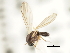  ( - CNC DIPTERA 103151)  @11 [ ] CreativeCommons - Attribution (2011) CNC/CBG Photography Group Centre for Biodiversity Genomics