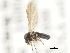  ( - CNC DIPTERA 103179)  @11 [ ] CreativeCommons - Attribution (2011) CNC/CBG Photography Group Centre for Biodiversity Genomics