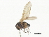  ( - CNC DIPTERA 103180)  @11 [ ] CreativeCommons - Attribution (2011) CNC/CBG Photography Group Centre for Biodiversity Genomics