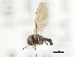  ( - CNC DIPTERA 103181)  @11 [ ] CreativeCommons - Attribution (2011) CNC/CBG Photography Group Centre for Biodiversity Genomics