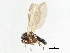 ( - CNC DIPTERA 103182)  @11 [ ] CreativeCommons - Attribution (2011) CNC/CBG Photography Group Centre for Biodiversity Genomics