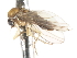  ( - CNC DIPTERA 103260)  @11 [ ] CreativeCommons - Attribution (2011) CNC/CBG Photography Group Centre for Biodiversity Genomics