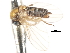  ( - CNC DIPTERA 103261)  @11 [ ] CreativeCommons - Attribution (2011) CNC/CBG Photography Group Centre for Biodiversity Genomics