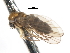  ( - CNC DIPTERA 103263)  @11 [ ] CreativeCommons - Attribution (2011) CNC/CBG Photography Group Centre for Biodiversity Genomics