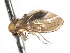  ( - CNC DIPTERA 103288)  @11 [ ] CreativeCommons - Attribution (2011) CNC/CBG Photography Group Centre for Biodiversity Genomics