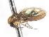  ( - CNC DIPTERA 103289)  @11 [ ] CreativeCommons - Attribution (2011) CNC/CBG Photography Group Centre for Biodiversity Genomics