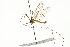  ( - CNC DIPTERA 106630)  @11 [ ] CreativeCommons - Attribution (2011) CNC/CBG Photography Group Centre for Biodiversity Genomics