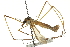  ( - CNC DIPTERA 106644)  @13 [ ] CreativeCommons - Attribution (2011) CNC/CBG Photography Group Centre for Biodiversity Genomics