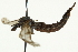  ( - CNC DIPTERA 106658)  @11 [ ] CreativeCommons - Attribution (2011) CNC/CBG Photography Group Centre for Biodiversity Genomics