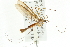  ( - CNC DIPTERA 106669)  @11 [ ] CreativeCommons - Attribution (2011) CNC/CBG Photography Group Centre for Biodiversity Genomics